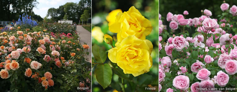 Verschillende soorten rozen